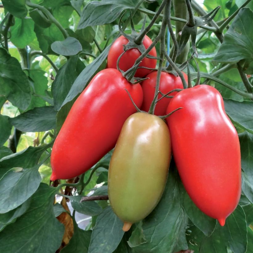 Tomate Gagliardo F1 en plants GREFFES  (Récolte)