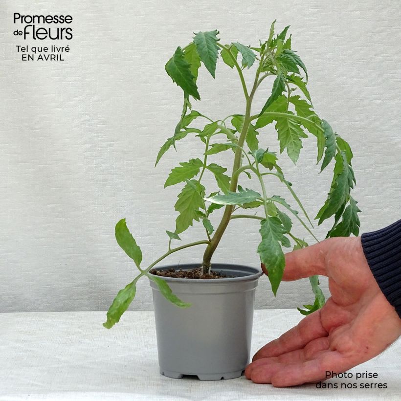 Spécimen de Tomate Gagliardo F1 en plants GREFFES en pot de 10,5 cm tel que livré au printemps