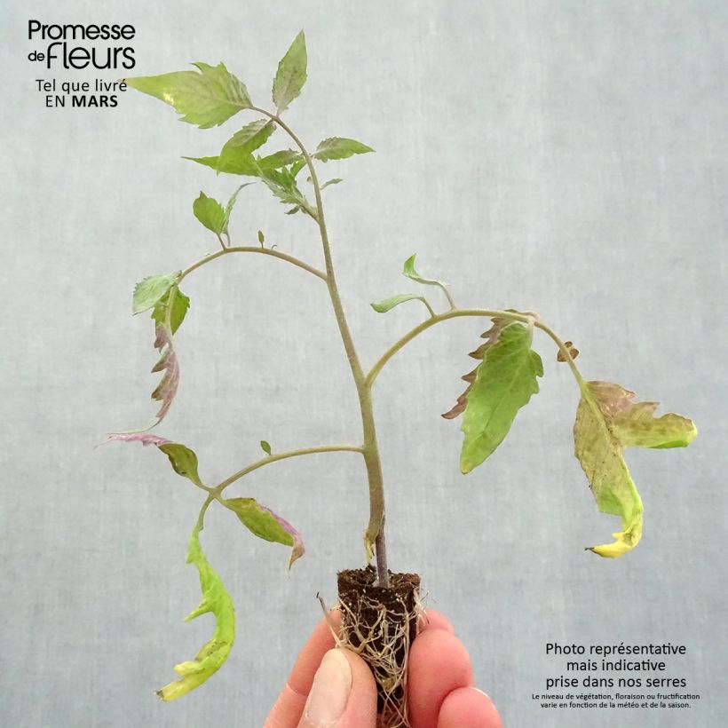 Spécimen de Tomate Gagliardo F1 en plants GREFFES en mini-mottes tel que livré au printemps