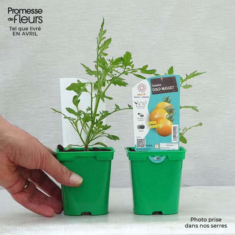 Spécimen de Tomate Gold Nugget en plants - Tomate-cerise tel que livré au printemps