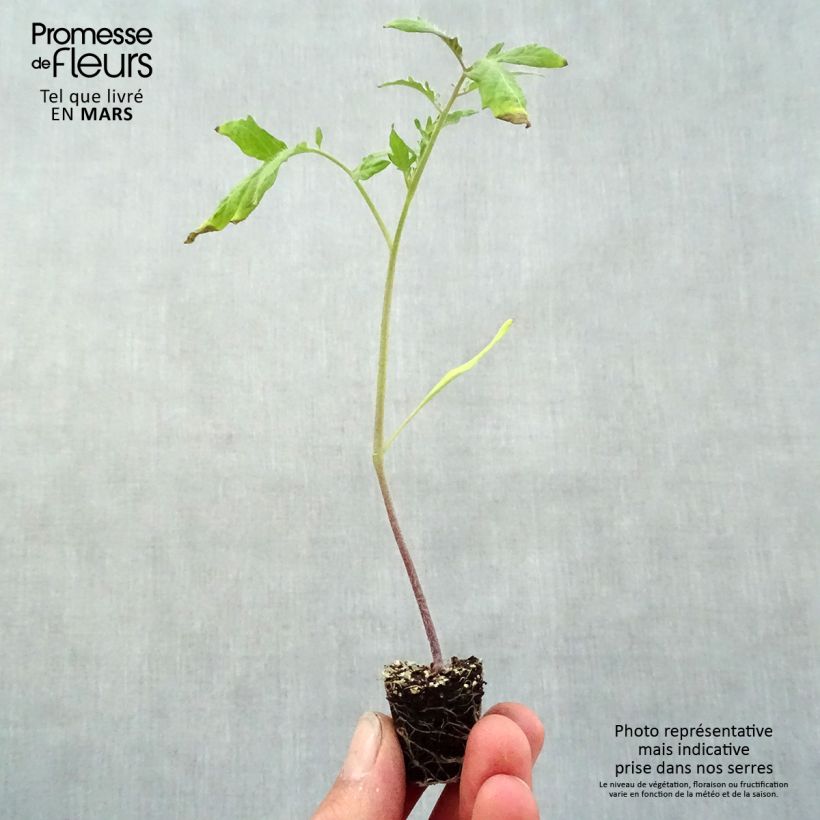Spécimen de Tomate Gourmandia F1 en plants tel que livré au printemps