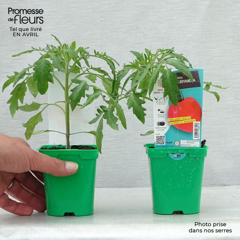 Spécimen de Tomate Gourmandia F1 en plants tel que livré au printemps