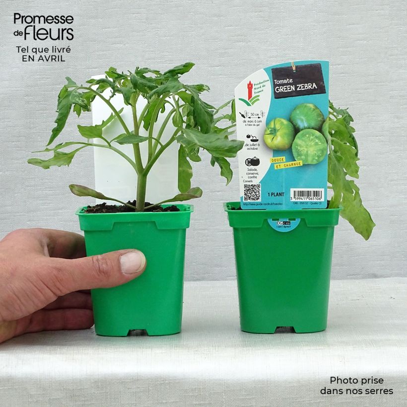 Spécimen de Tomate Green Zebra en plants tel que livré en printemps