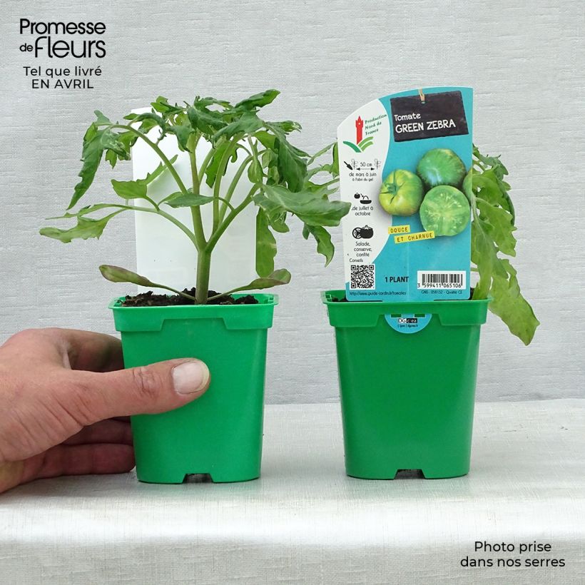 Spécimen de Tomate Green Zebra en plants tel que livré au printemps