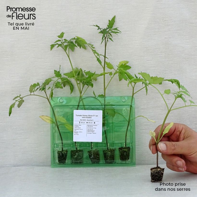 Spécimen de Tomate Honey Moon F1 en plants Mini-motte Ø 3/4 cm tel que livré au printemps