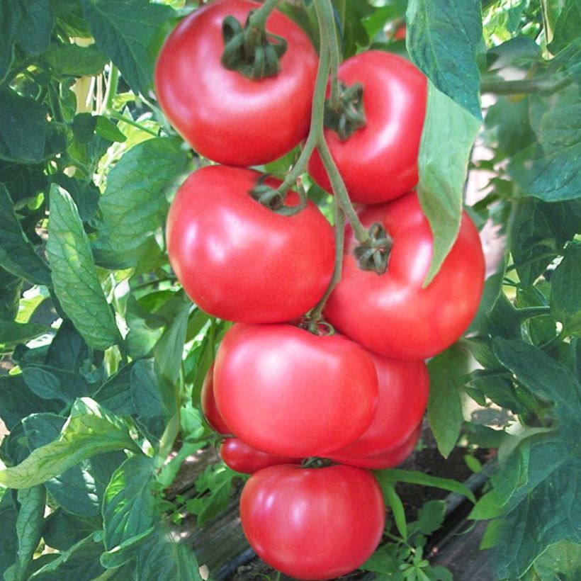 Tomate Honey Moon F1 en plants (Récolte)