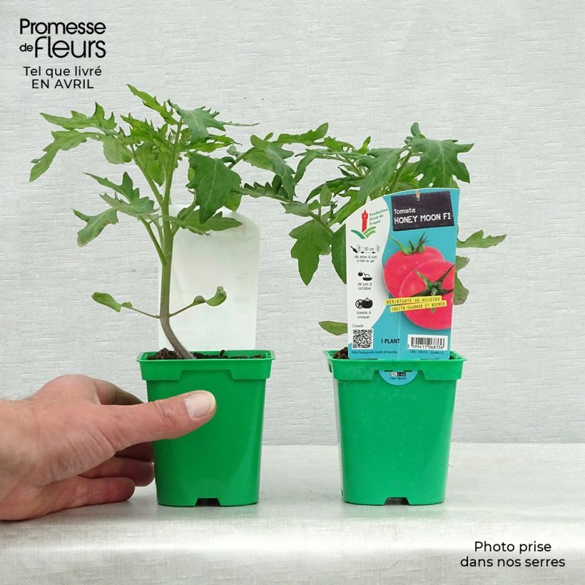 Spécimen de Tomate Honey Moon F1 en plants Pot de 10 cm/11cm tel que livré au printemps