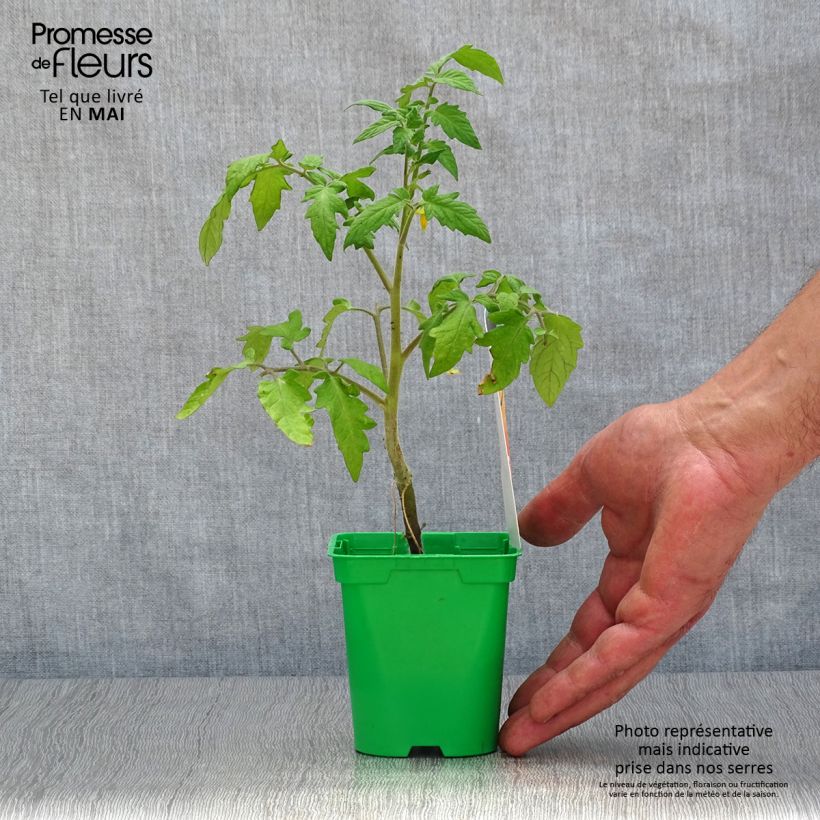 Spécimen de Tomate Lemon Boy F1 en plants GREFFES Pot de 10,5 cm tel que livré au printemps