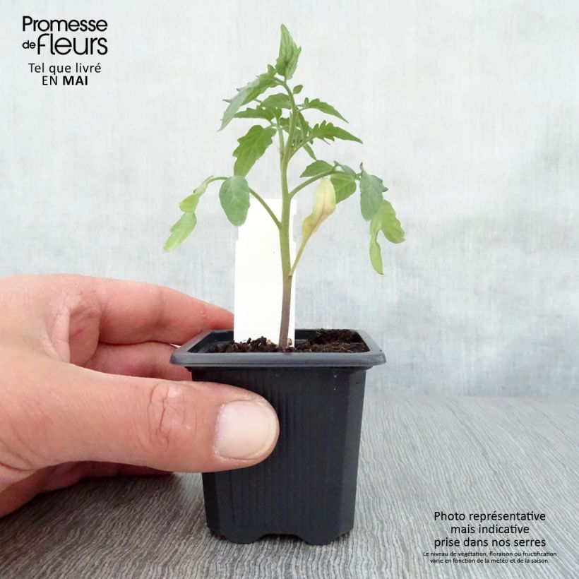 Spécimen de Tomate Maestria F1 en plants Godet de 7/8 cm tel que livré au printemps