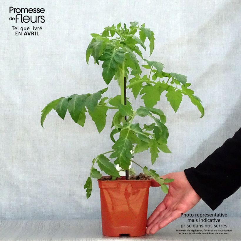 Spécimen de Tomate Maestria F1 en plants GREFFES en pot de 2L/3L tel que livré au printemps