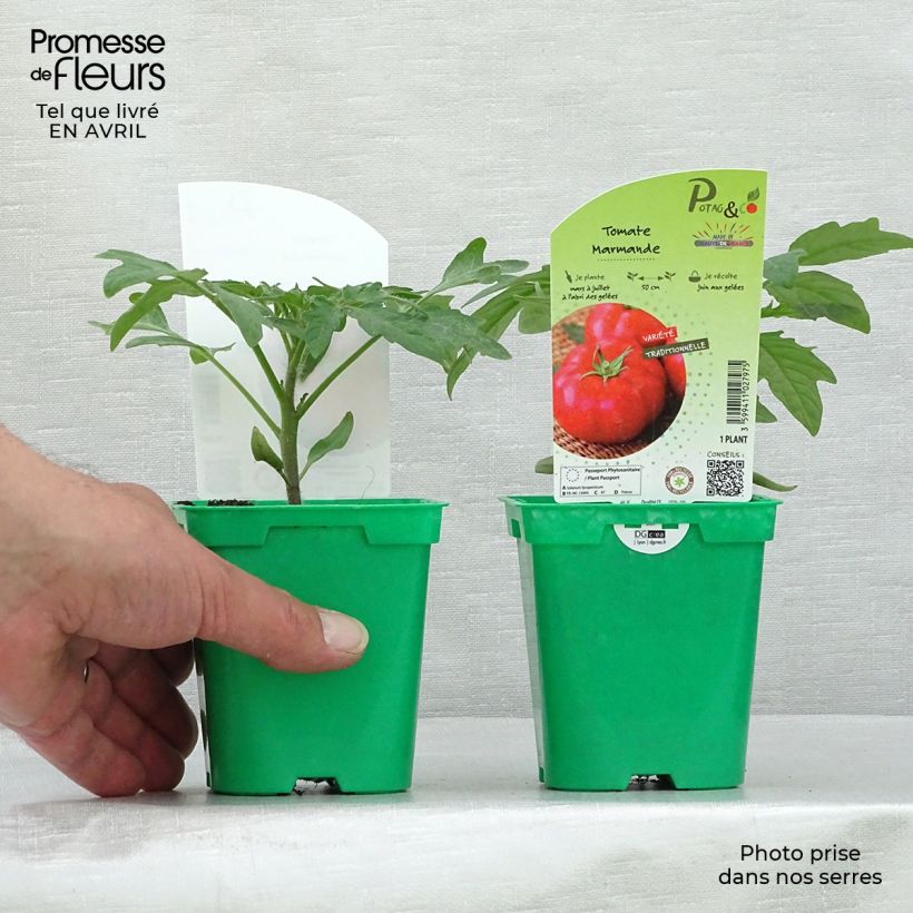 Spécimen de Tomate Marmande en plants tel que livré au printemps