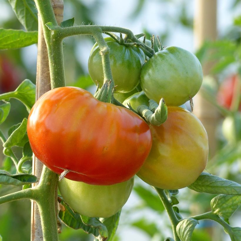 Tomate Montfavet en plants GREFFES  (Récolte)