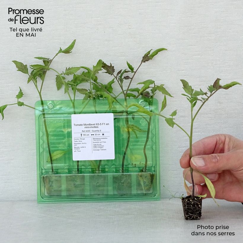 Spécimen de Tomate Montfavet 63-5 F1 en plants Mini-motte Ø 3/4 cm, Livré en hauteur de 5 à 10 cm tel que livré au printemps