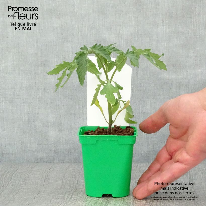Spécimen de Tomate Montfavet 63-5 F1 en plants tel que livré au printemps