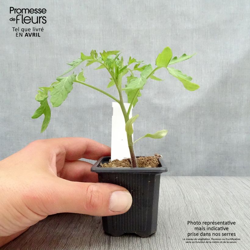 Spécimen de Tomate Montfavet 63-5 F1 en plants Godet de 7/8 cm tel que livré au printemps