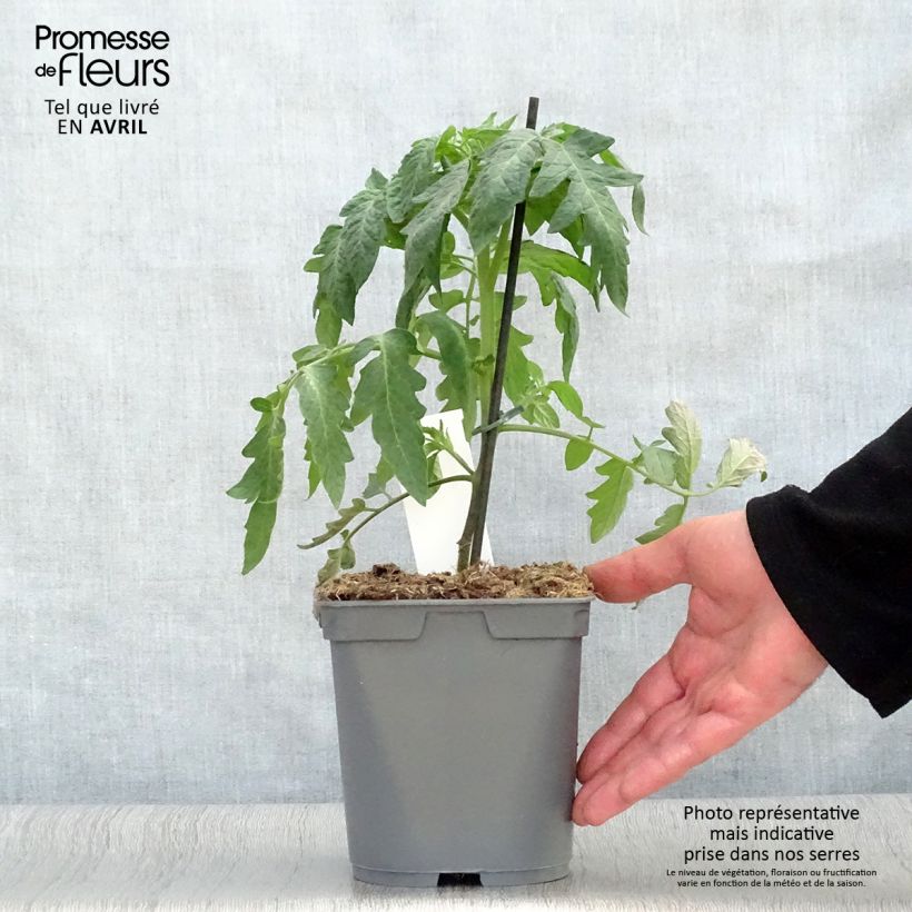 Spécimen de Tomate Montfavet en plants GREFFES  tel que livré au printemps