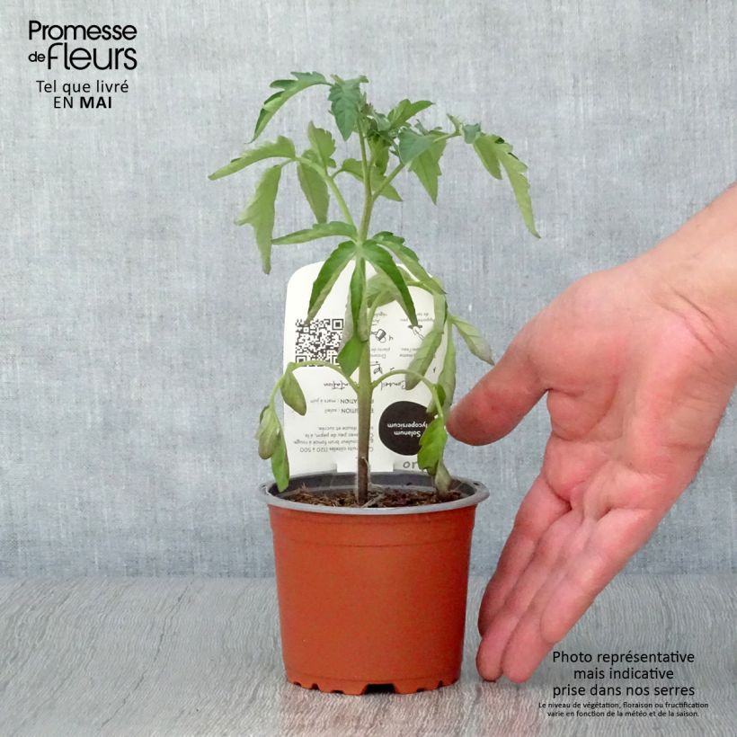 Spécimen de Tomate Noire de Crimée BIO - Tomate ancienne en plants  tel que livré au printemps