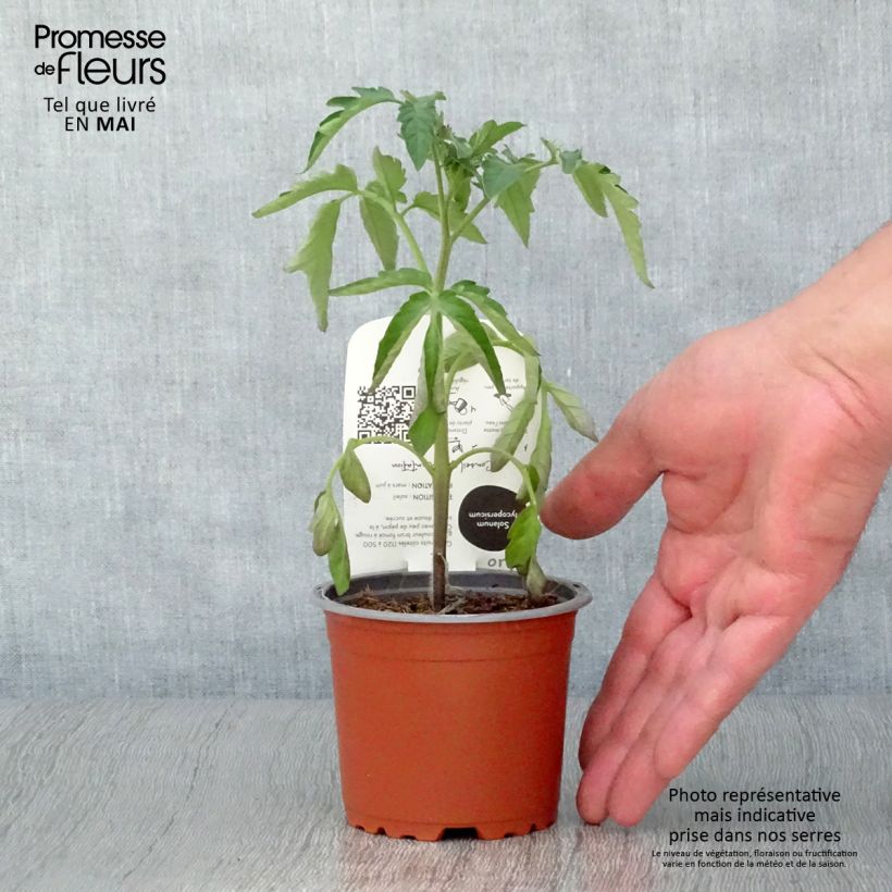 Spécimen de Tomate Noire de Crimée BIO - Tomate ancienne en plants  Pot de 10,5 cm tel que livré au printemps