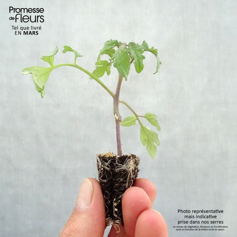 Spécimen de Tomate Noire de Crimée F1 en plants GREFFES tel que livré au printemps