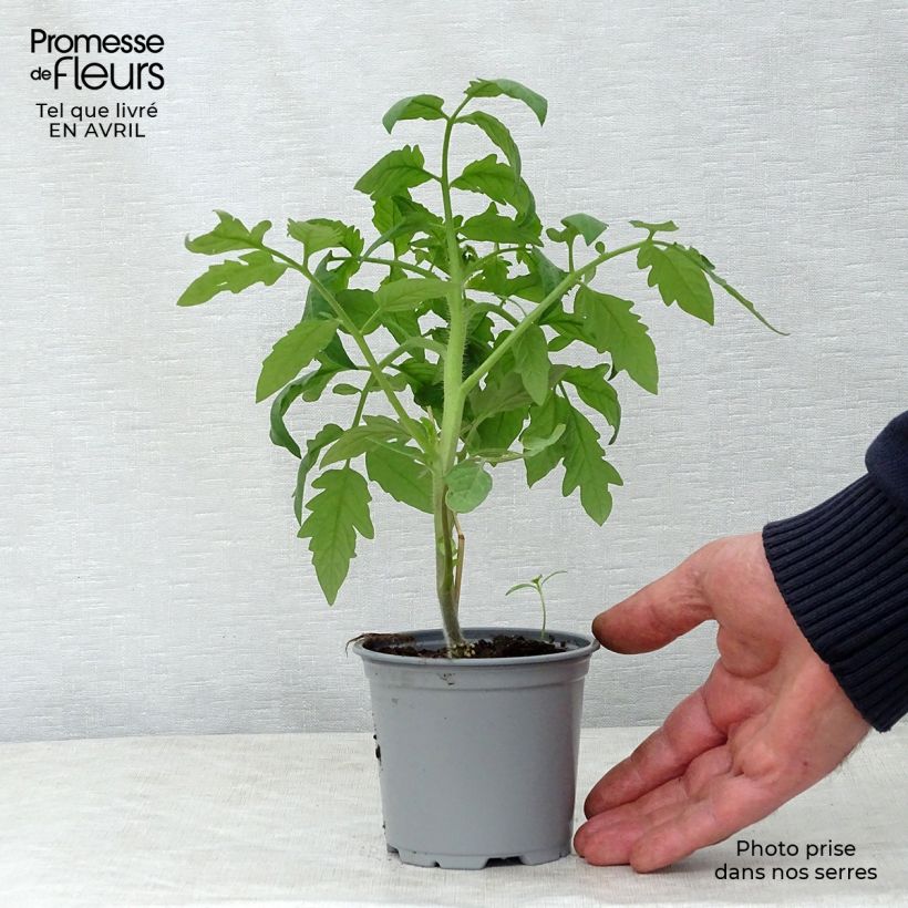Spécimen de Tomate Noire de Crimée F1 en plants GREFFES - godet de 8/9cm tel que livré au printemps
