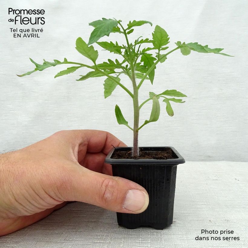 Spécimen de Tomate Noire de Crimée en plants - Tomate ancienne Godet de 7/8 cm tel que livré au printemps