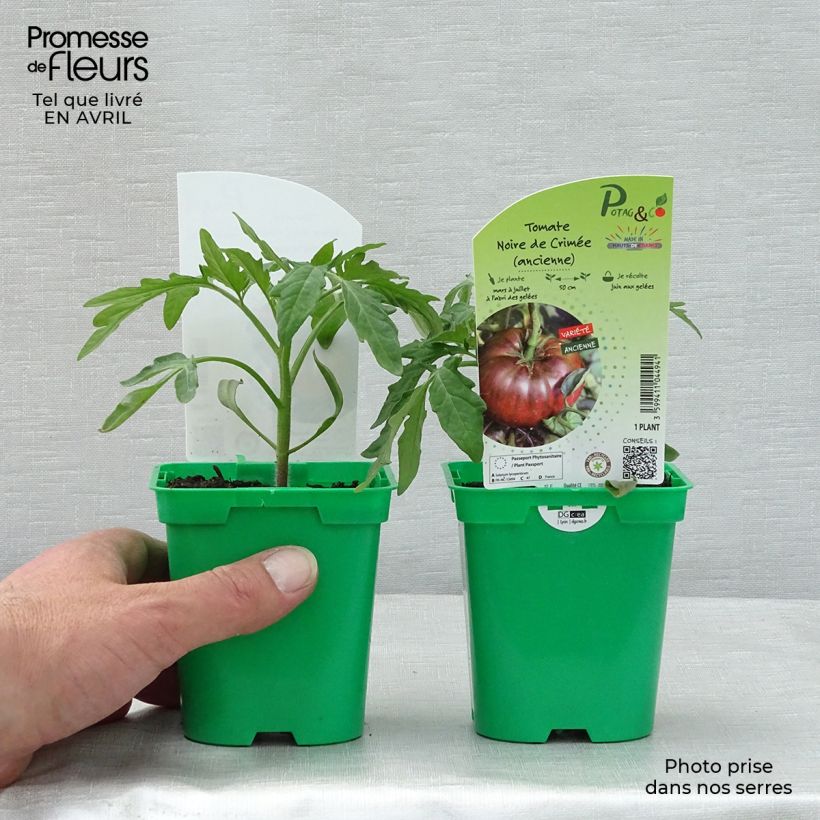 Spécimen de Tomate Noire de Crimée en plants - Tomate ancienne tel que livré au printemps