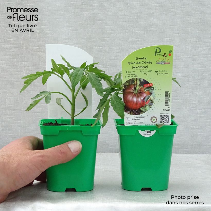 Spécimen de Tomate Noire de Crimée en plants - Tomate ancienne Pot de 10 cm/11cm tel que livré au printemps