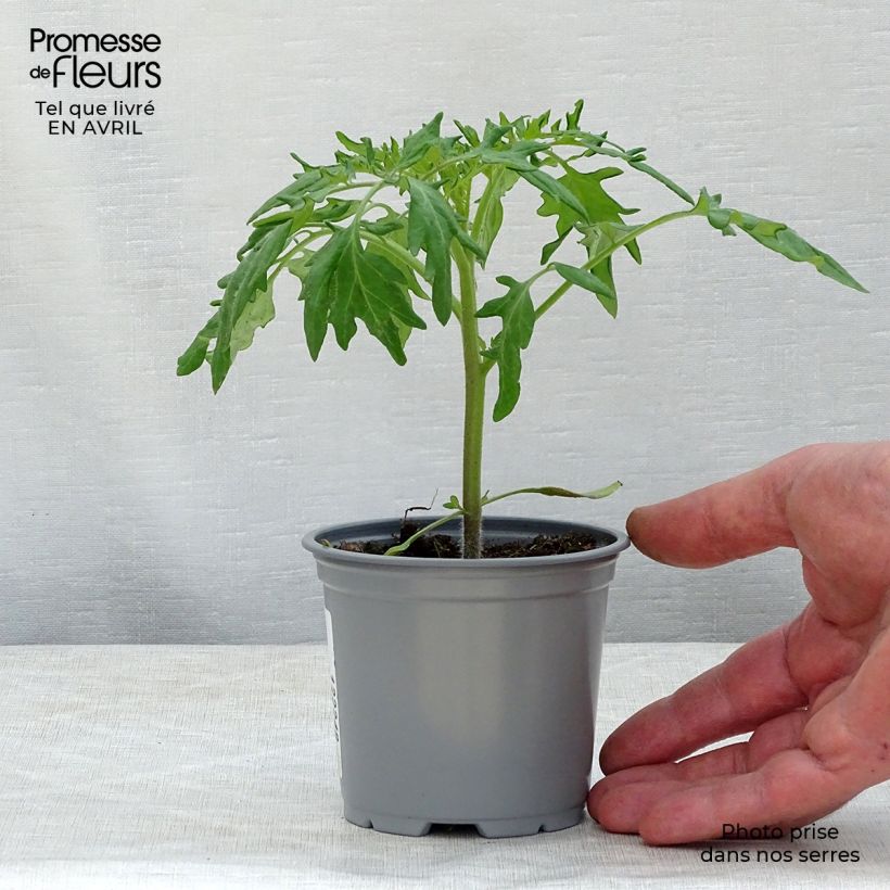 Spécimen de Tomate Orange Queen en plants tel que livré en printemps