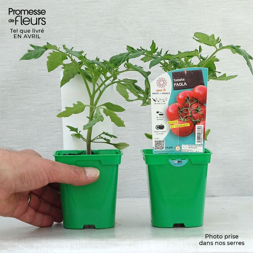 Spécimen de Tomate Paola F1 en plants tel que livré au printemps