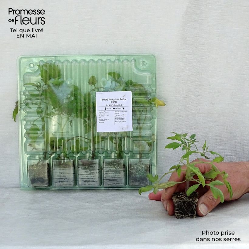 Spécimen de Tomate Pendulina Red en plants Mini-motte Ø 3/4 cm, Livré en hauteur de 5 cm environ tel que livré au printemps