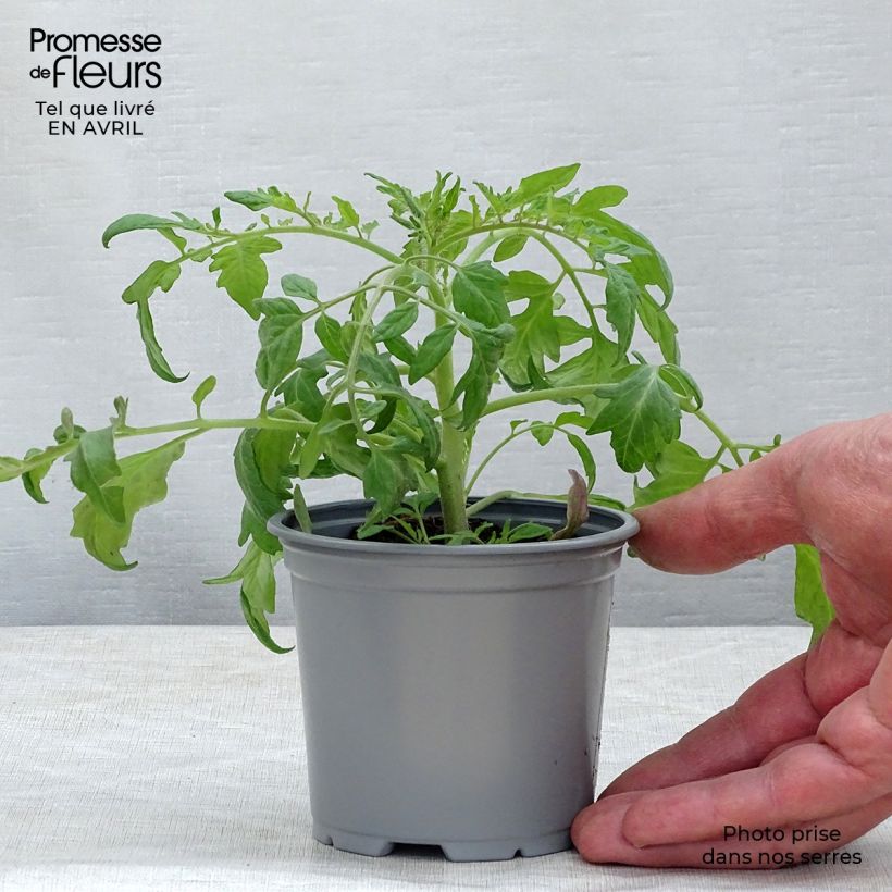 Spécimen de Tomate Pendulina Red en plants tel que livré au printemps