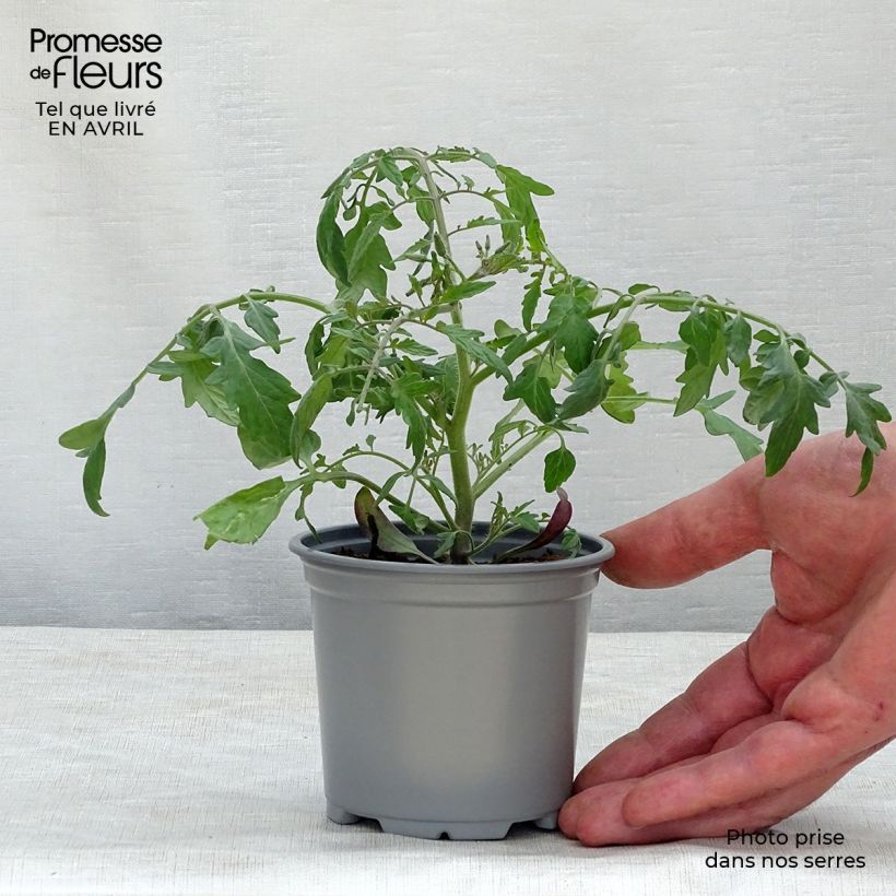 Spécimen de Tomate Pendulina Yellow en plants godet de 8/9cm tel que livré au printemps