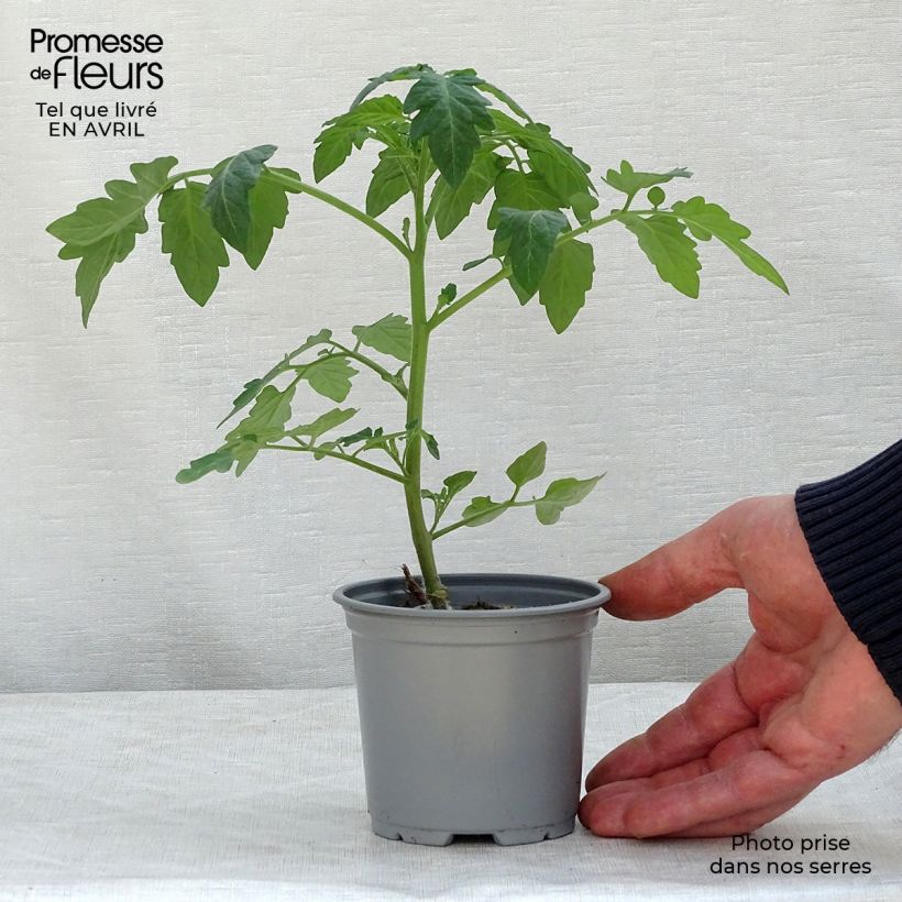 Spécimen de Tomate Pepe F1 en plants GREFFES - La Sélection du Chef godet de 8/9cm tel que livré au printemps