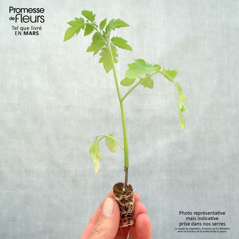 Spécimen de Tomate Pepe F1 en plants GREFFES - La Sélection du Chef Mini-motte Ø 1,5/2,5 cm, Livré en hauteur de 5 à 10 cm tel que livré au printemps