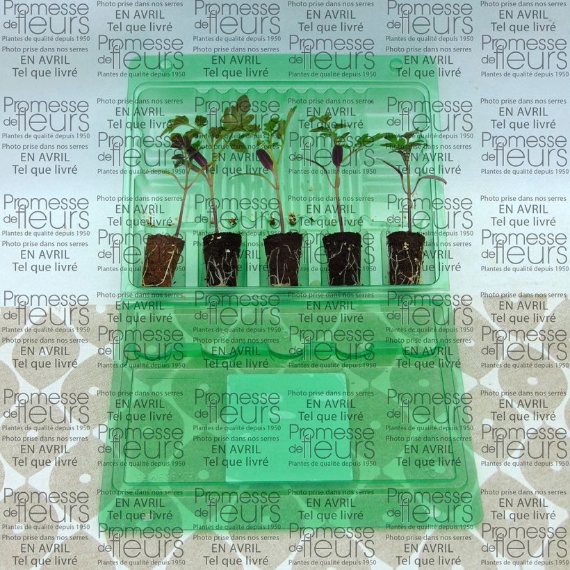 Exemple de spécimen de Tomate Pepe F1 en plants - Tomate cerise  Mini-motte 4 cm tel que livré