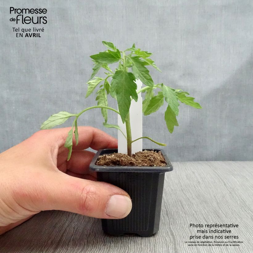 Spécimen de Tomate Premio F1 en plants - Tomate-grappe tel que livré au printemps
