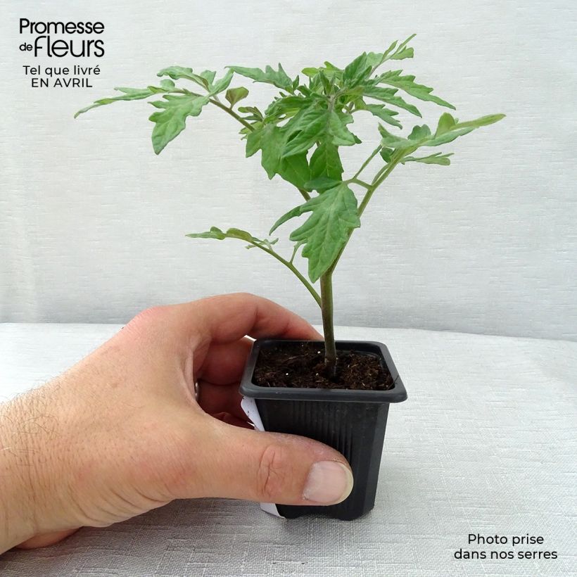 Spécimen de Tomate Premio F1 en plants - Tomate-grappe tel que livré au printemps