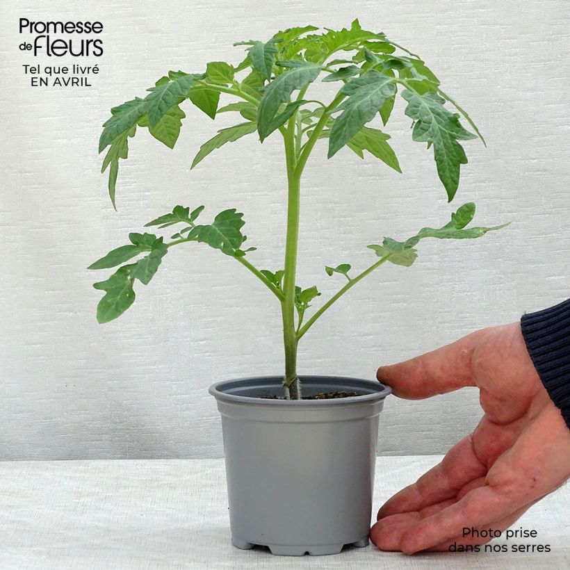 Spécimen de Tomate Previa F1 en plants GREFFES - La Sélection du Chef godet de 8/9cm tel que livré au printemps