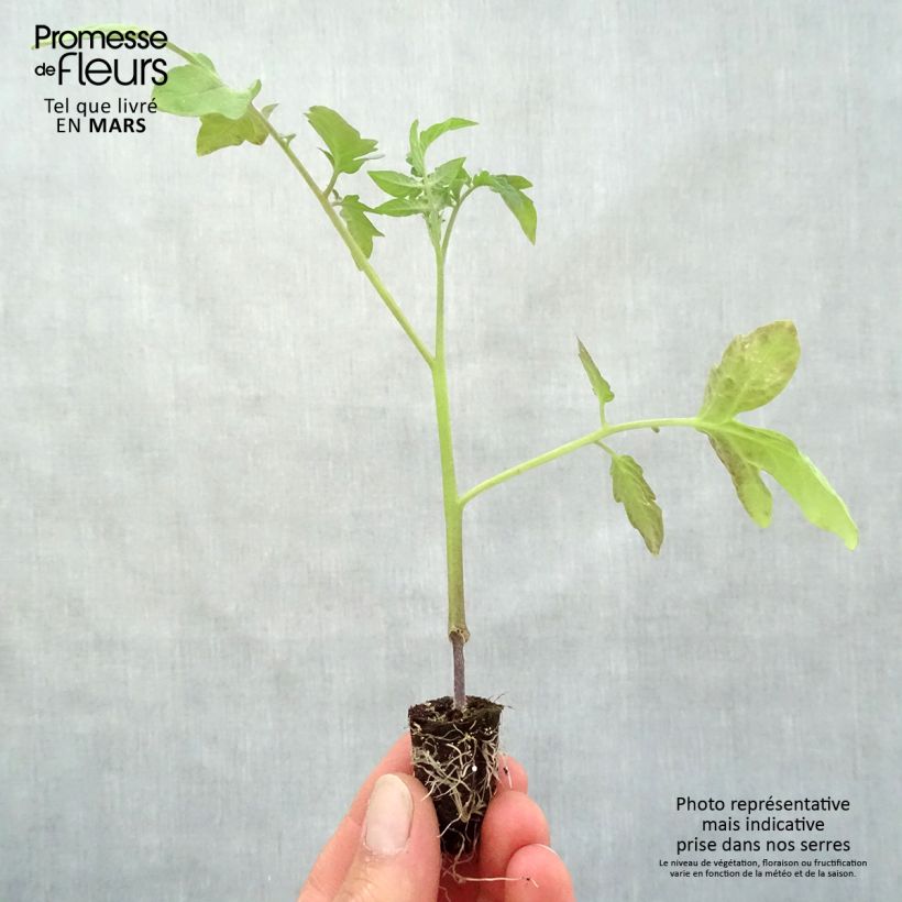 Spécimen de Tomate Previa F1 en plants GREFFES - La Sélection du Chef Mini-motte Ø 1,5/2,5 cm, Plant greffé de 5 à 10 cm de hauteur tel que livré au printemps