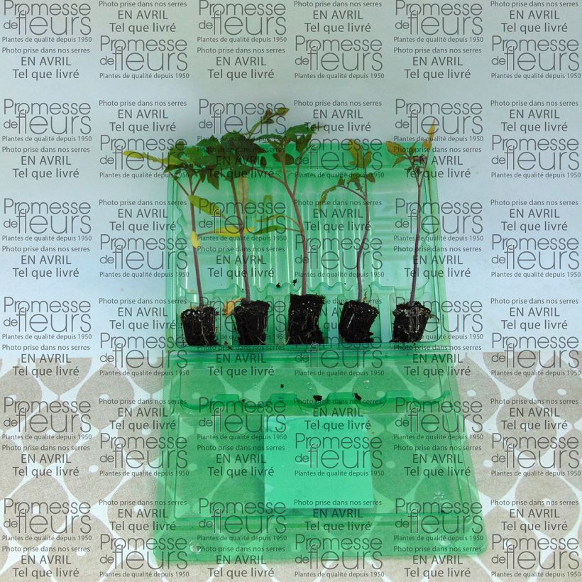 Exemple de spécimen de Tomate Previa F1 en plants - La Sélection du Chef Mini-motte 4 cm tel que livré