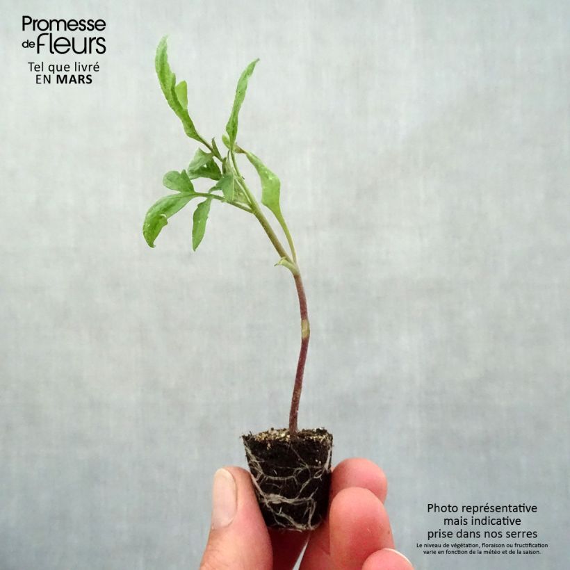 Spécimen de Tomate Prune noire en plants Mini-motte Ø 3/4 cm, Livré en hauteur de 5 à 10 cm tel que livré au printemps