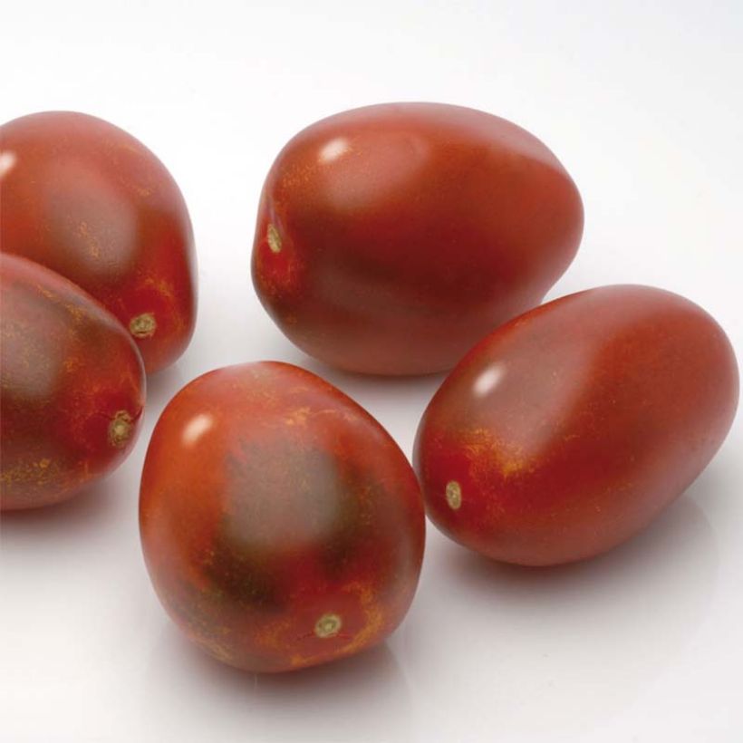 Tomate Prune noire en plants (Récolte)