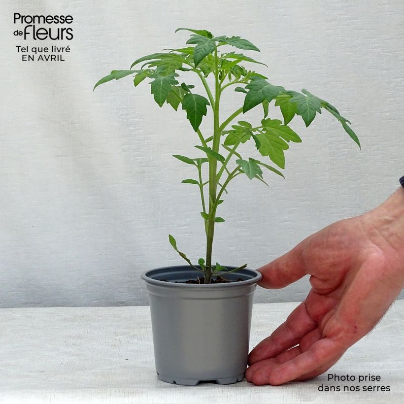 Spécimen de Tomate Prune noire en plants godet de 8/9cm tel que livré au printemps