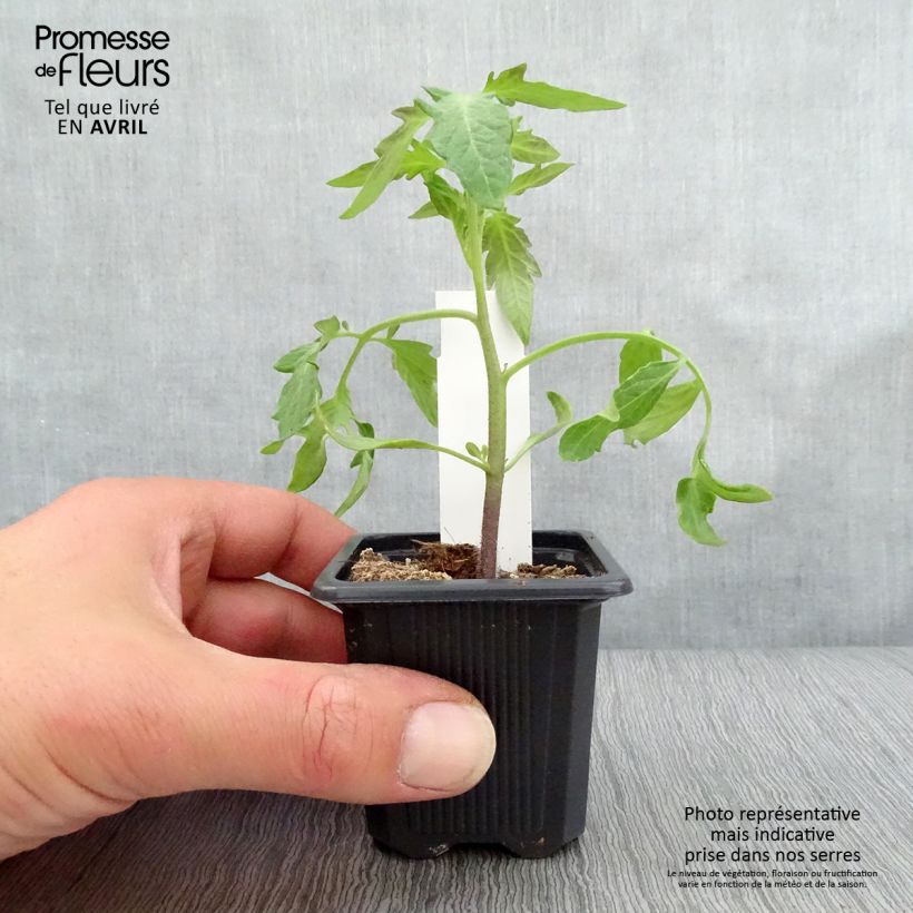 Spécimen de Tomate Pyros F1 en plants tel que livré en printemps