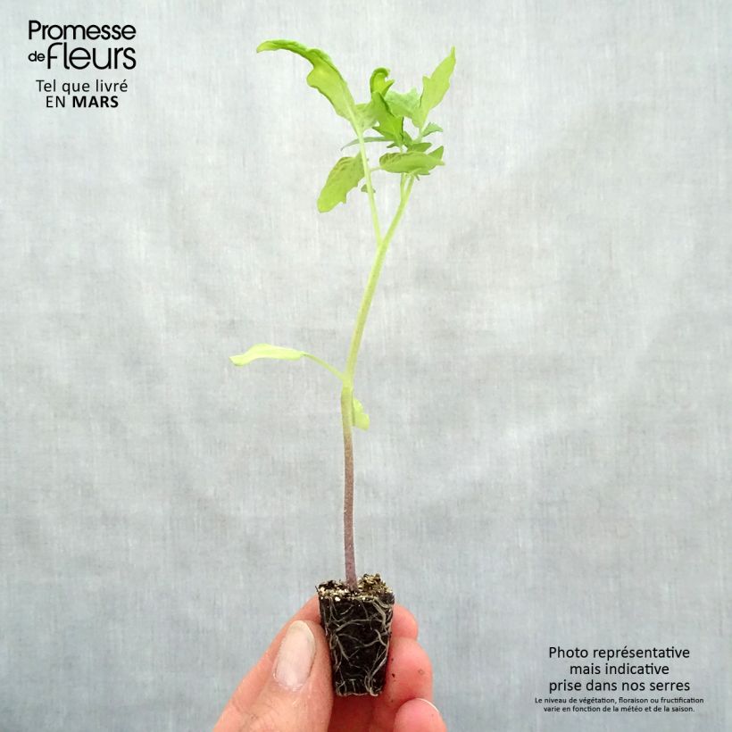 Spécimen de Tomate Pyros F1 en plants Mini-motte Ø 3/4 cm, Livré en hauteur de 5 à 10 cm tel que livré au printemps