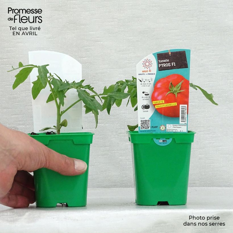 Spécimen de Tomate Pyros F1 en plants tel que livré en printemps