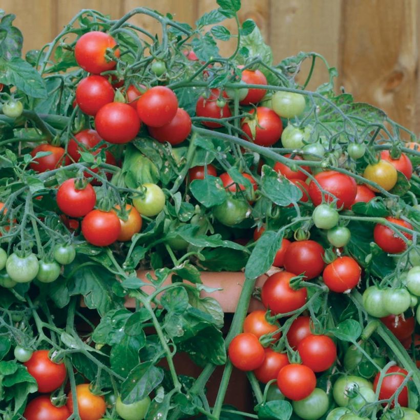 Graines de Tomate cerise Red Profusion F1 (Récolte)