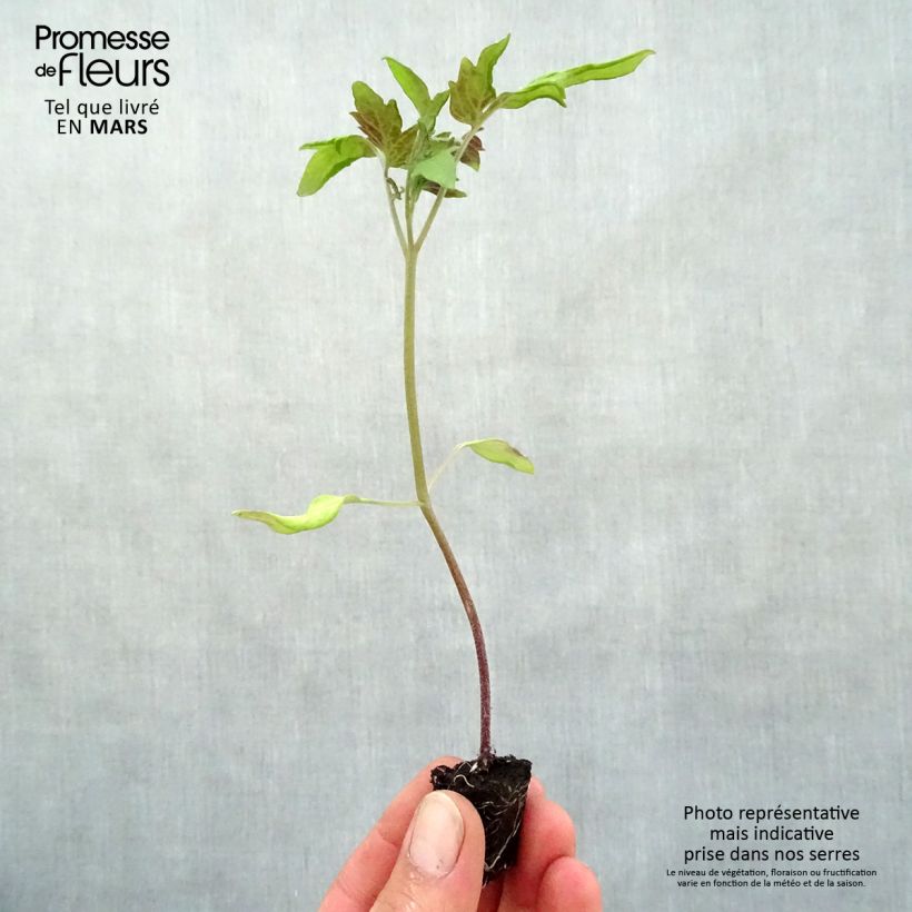 Spécimen de Tomate Rose de Berne en plants Mini-motte Ø 3/4 cm, Livré en hauteur de 5 à 10 cm tel que livré au printemps