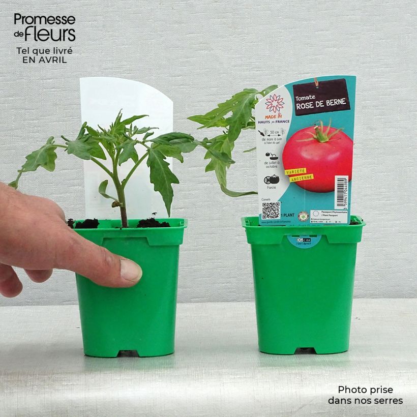 Spécimen de Tomate Rose de Berne en plants tel que livré au printemps