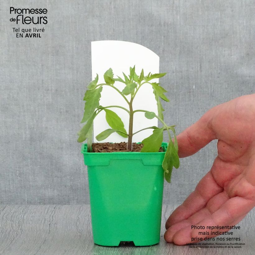 Spécimen de Tomate Russe rouge en plants Pot de 10 cm/11cm tel que livré au printemps